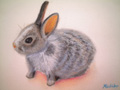 うさぎのパステル画