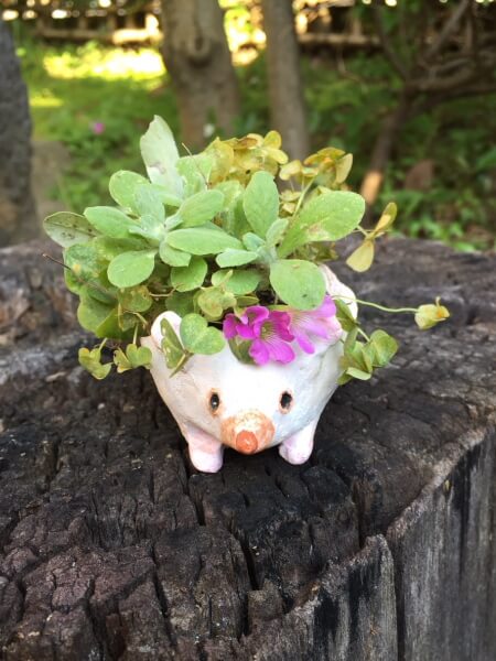 ファミリー陶芸